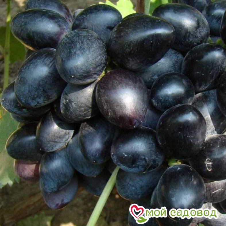 Виноград Фуршетный
