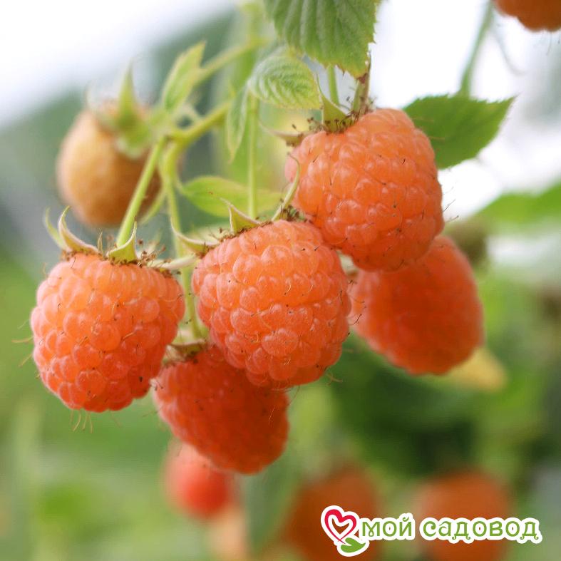 Малина Дабл Голд